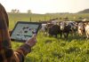 Importance of Livestock to Humans Man with tablet looking at screen with cows while cows are in pasture in front of him